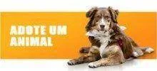 ADOTE UM ANIMAL2 e1436351506603
