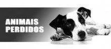 animais perdidos1 e1436351495968