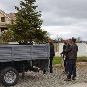 dia da arvore 2016 6