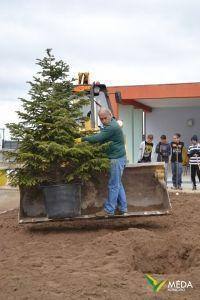 dia da arvore 2016 7