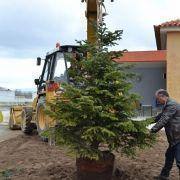 dia da arvore 2016 9