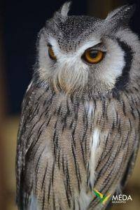 mercado medieval marialva 2016 sabado 6