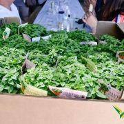 santos populares com os idosos do concelho 2016 40