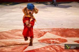 circo mundial 30 03 2017 35