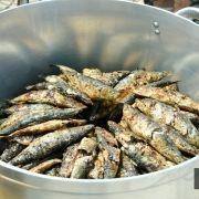 santos populares idosos meda 2017 14