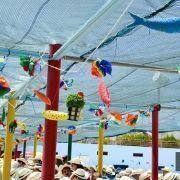 santos populares idosos meda 2017 23