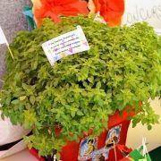 santos populares idosos meda 2017 26