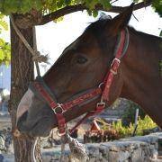passeio equestre 2017 1