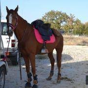 passeio equestre 2017 10