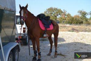passeio equestre 2017 10