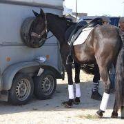 passeio equestre 2017 11