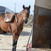 passeio equestre 2017 13