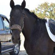 passeio equestre 2017 15