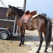 passeio equestre 2017 16