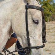 passeio equestre 2017 19