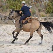 passeio equestre 2017 38