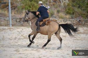 passeio equestre 2017 38