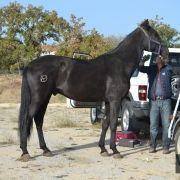 passeio equestre 2017 4