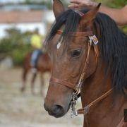 passeio equestre 2017 40