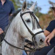 passeio equestre 2017 41