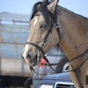 passeio equestre 2017 43