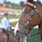 passeio equestre 2017 46