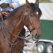 passeio equestre 2017 48
