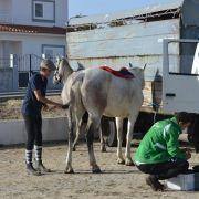 passeio equestre 2017 5
