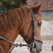passeio equestre 2017 50
