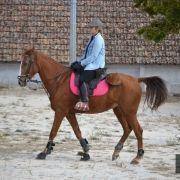 passeio equestre 2017 53