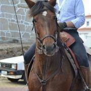 passeio equestre 2017 56