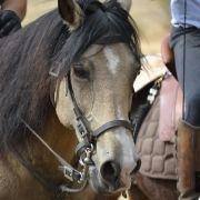 passeio equestre 2017 65