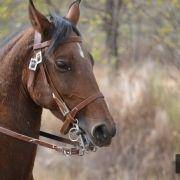 passeio equestre 2017 66