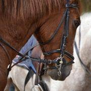 passeio equestre 2017 70