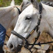 passeio equestre 2017 71