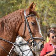 passeio equestre 2017 72