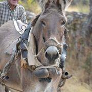 passeio equestre 2017 97