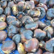 magusto escolar 2017 58