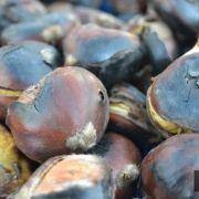 magusto escolar 2017 59