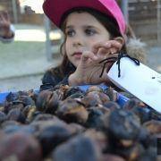 magusto escolar 2017 60