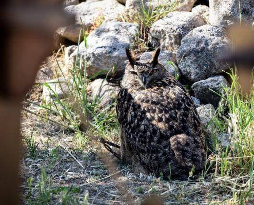 mercado medieval marialva 2019 dia 17 42 mercado medieval marialva 2019 dia 17 42