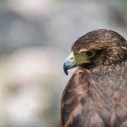 mercado medieval marialva 2019 dia 19 1 mercado medieval marialva 2019 dia 19 1