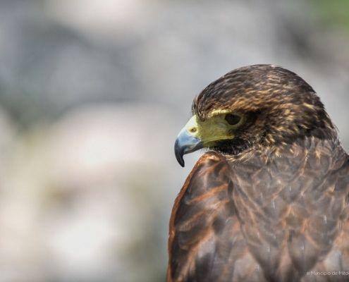 mercado medieval marialva 2019 dia 19 1 mercado medieval marialva 2019 dia 19 1