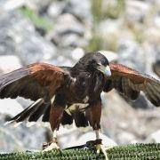 mercado medieval marialva 2019 dia 19 31 mercado medieval marialva 2019 dia 19 31