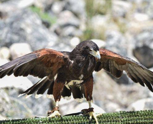 mercado medieval marialva 2019 dia 19 31 mercado medieval marialva 2019 dia 19 31