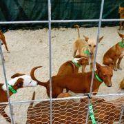 matilhas 2019 10 matilhas 2019 10