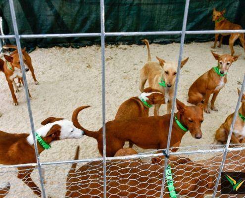 matilhas 2019 10 matilhas 2019 10