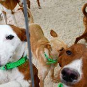 matilhas 2019 11 matilhas 2019 11