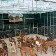 matilhas 2019 12 matilhas 2019 12