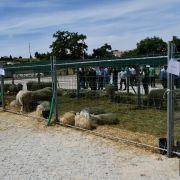 matilhas 2019 126 matilhas 2019 126